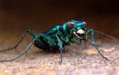 Sample 4 – Tiger beetle