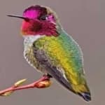 Sample 5 – Annas hummingbird