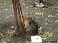 Sample 2 – Tiger cat