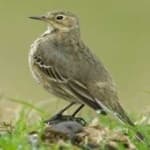 Sample 2 – American pipit