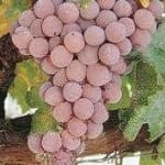 Sample 1 – Grapes