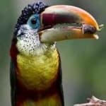Sample 2 – Curl crested aracuri