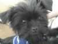 Sample 5 – Affenpinscher