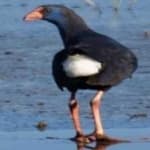 Sample 2 – Purple swamphen