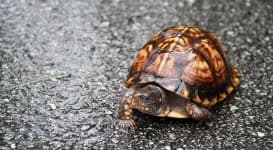 Sample 5 – Turtle
