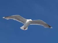 Sample 1 – Seagull