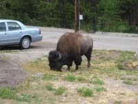 Sample 5 – Bison