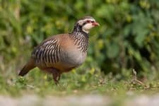 Sample 4 – Partridge