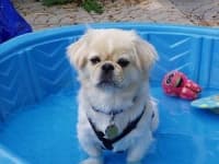 Sample 2 – Pekinese