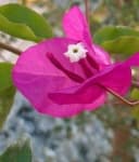 Sample 6 – Bougainvillea