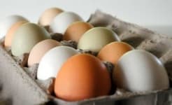 Sample 1 – Egg shell