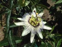 Sample 6 – Passion flower