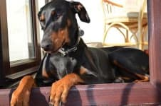 Sample 3 – Doberman