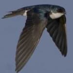 Sample 5 – Common house martin