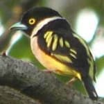 Sample 5 – Black yellow broadbill