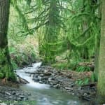 Sample 6 – Rainforest