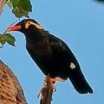 Sample 4 – Enggano myna