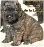 Sample 2 – Bouvier des flandres