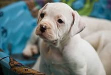 Sample 2 – American bulldog