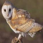 Sample 5 – Barn owl