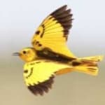 Sample of Golden pipit
