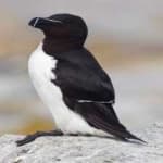 Sample 5 – Razorbill