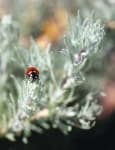 Sample 2 – Leaf beetle