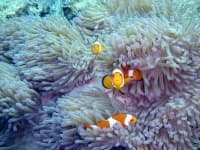 Sample 6 – Anemone fish