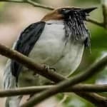 Sample 1 – Bearded bellbird