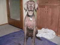 Sample 1 – Weimaraner