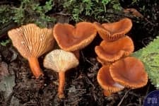 Sample 4 – Lactarius