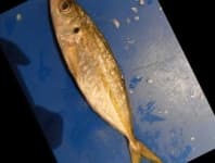 Sample 4 – Hourse mackerel
