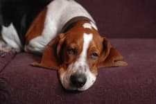 Sample 6 – Basset