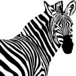 Sample 1 – Zebra