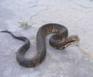 Sample 4 – Snake