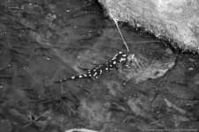Sample 5 – European fire salamander