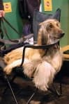 Sample 5 – Afghan hound
