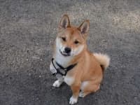 Sample 2 – Shiba inu