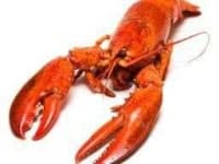 Sample 3 – Lobster