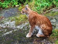 Sample 2 – Lynx