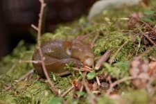 Sample 5 – Slug