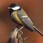 Sample 3 – Parus major