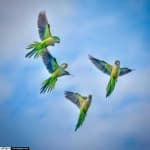 Sample 5 – Parakeet