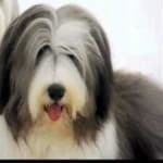 Sample 6 – Bearded collie