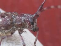 Sample 4 – Long horned beetle