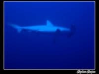 Sample 2 – Hammerhead