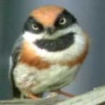 Sample 6 – Black throated bushtit