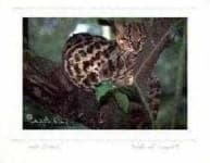 Sample 3 – Wild cat