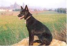 Sample 4 – Kelpie