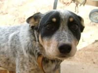 Sample 4 – German shorthaired